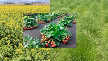 Най-добрите предшественици на ягодите