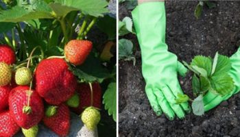 Засаждане на ягоди