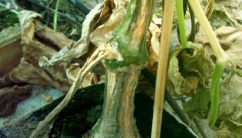 Кореново гниене