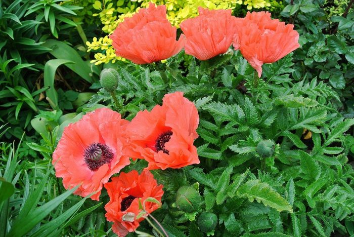 Ориенталски мак