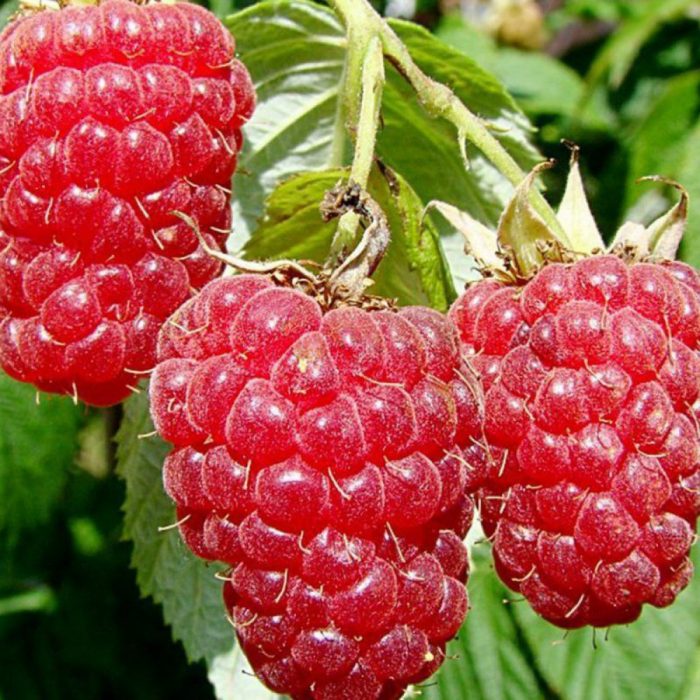 Малинов брилянтен