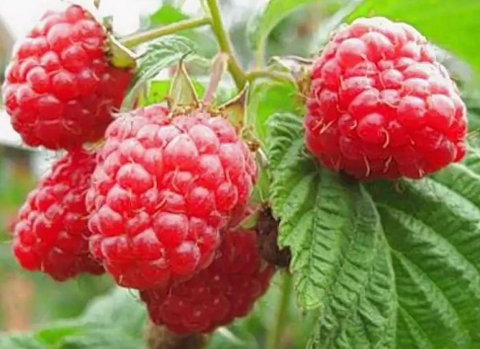 Брянски рубин