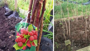 Засаждане на малини