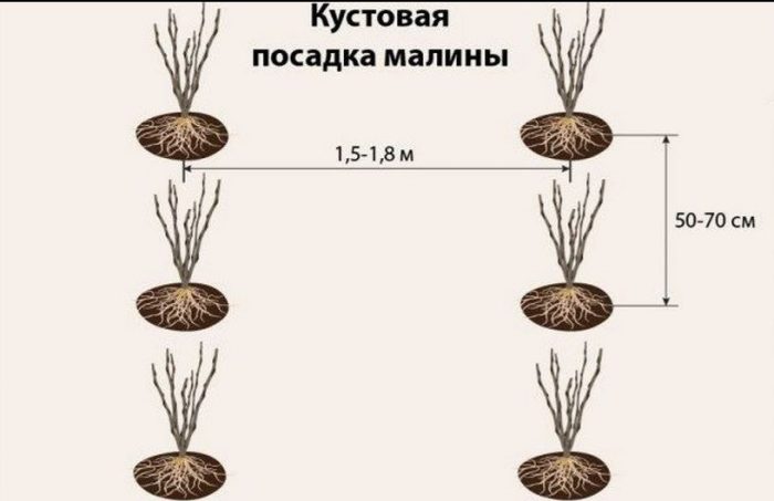 засаждане на малини на храсти