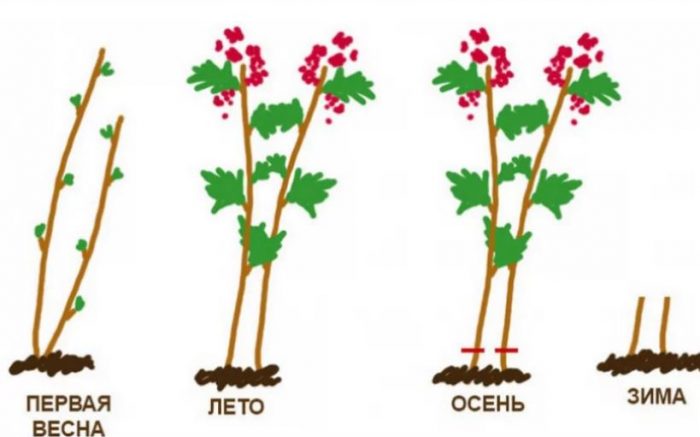 Вечно плодоносещи малини през целия сезон