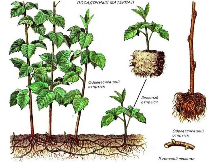 Посадъчен материал