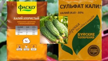 Торене на краставици с калий