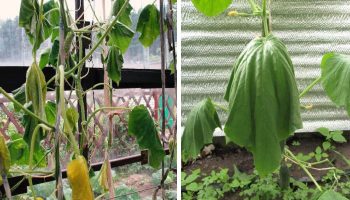 Краставиците вехнат