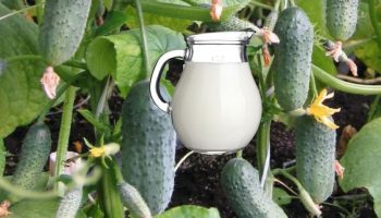 Мляко и краставици