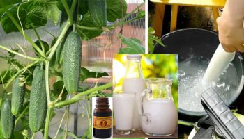 Мляко и йод за краставици