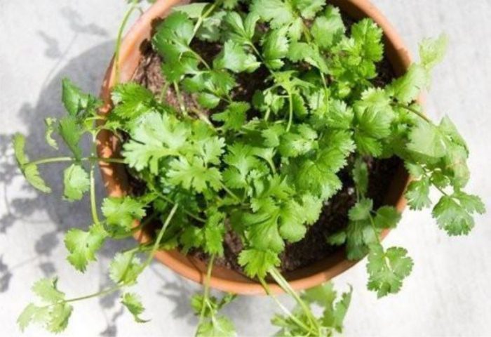 Магданоз в саксия