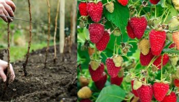 Вечноплодна малина