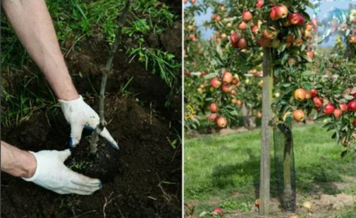 Φύτευση μηλιάς