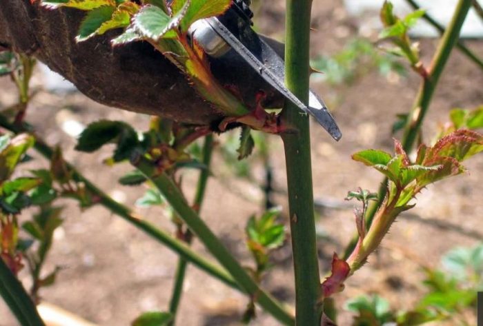 Подрязване на рози