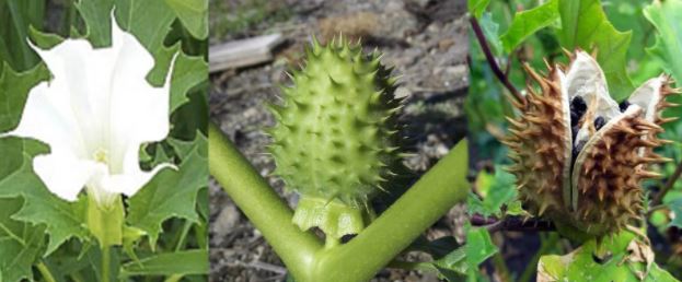 Цветя и семена на татул Билка Датура