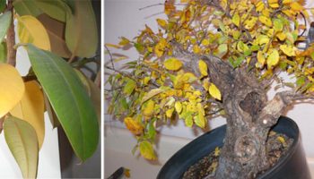 Листата на фикуса пожълтяват