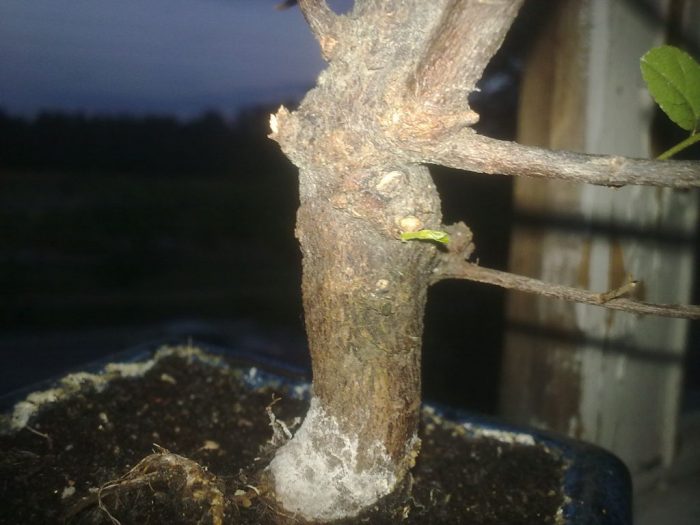 Болен фикус