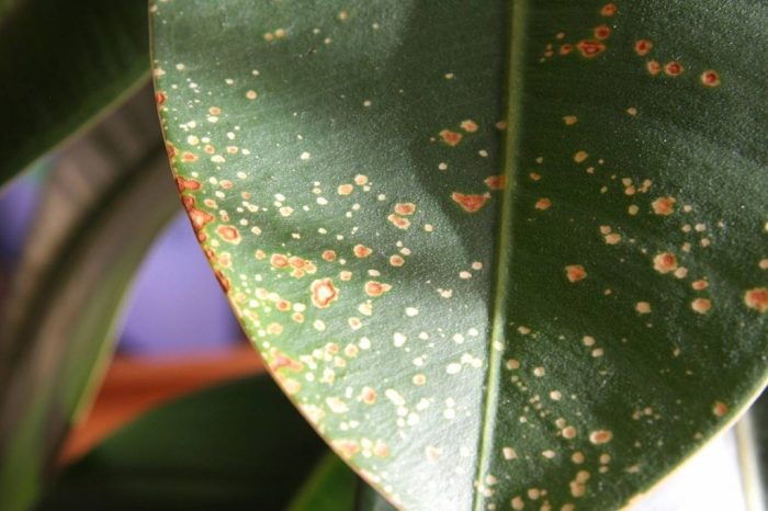 петна по листа