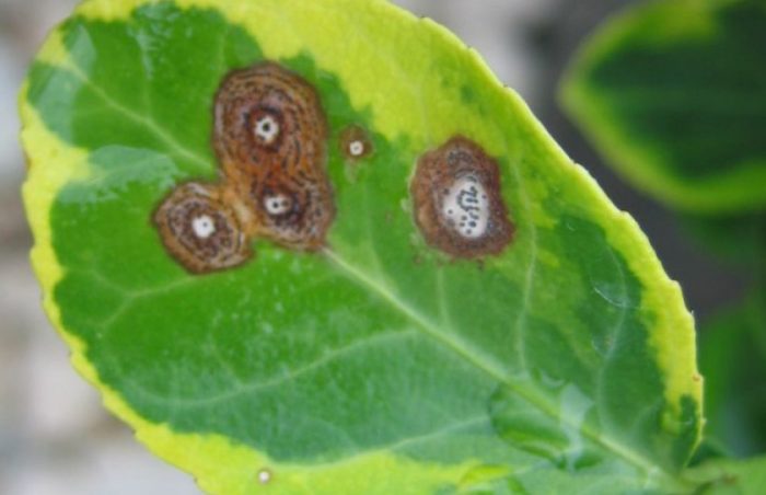 Антракноза