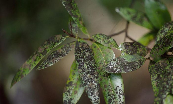 Сива плесен