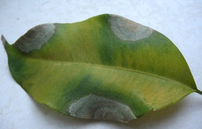 Сажлива плесен