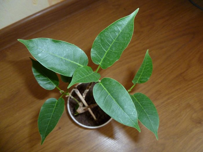 Фикус тинктория