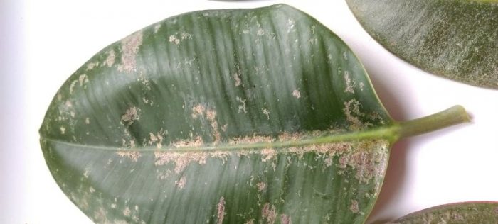 Трипси върху фикус