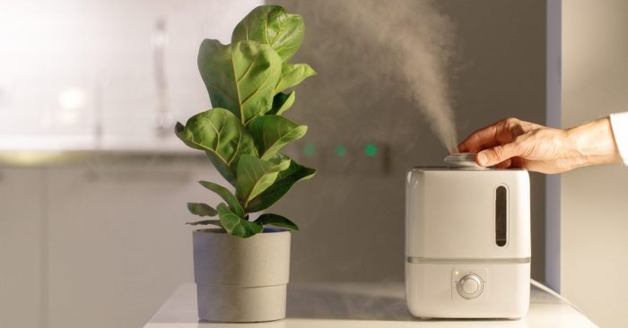 Влажност за фикус