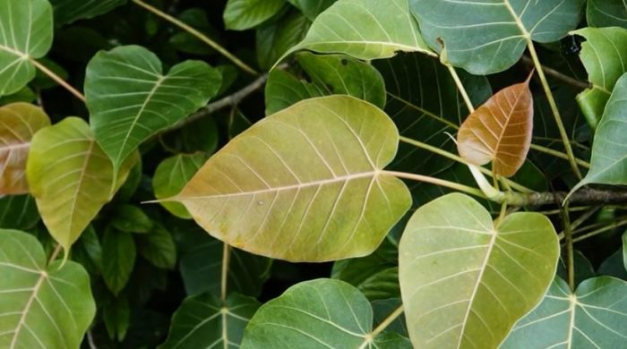 Пожълтяване на листата