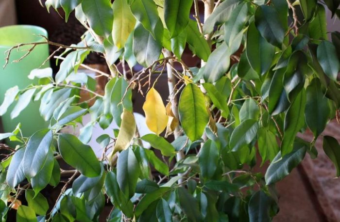 Падащи листа