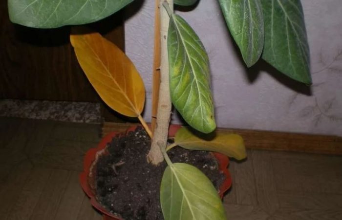 Фикус на сянка