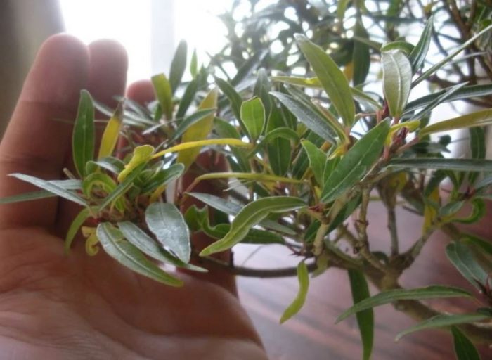 Пожълтяване на листата на фикус