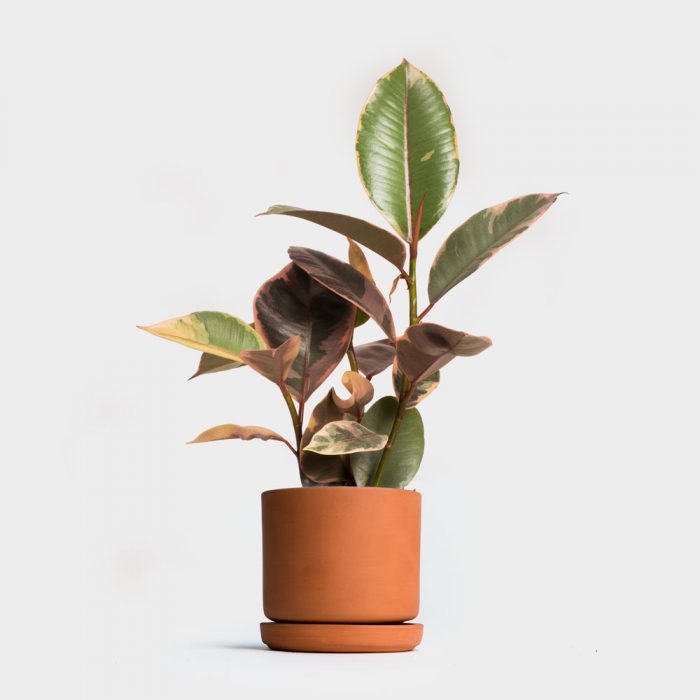 Фикус в саксия