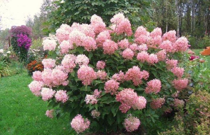 Хортензия метлица