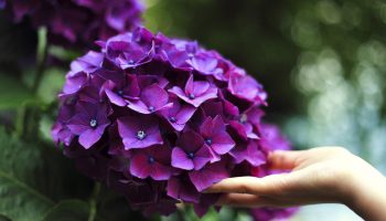 Цвете на хортензия