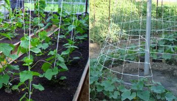 Жартиери на краставици