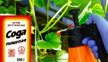 Сода бикарбонат за краставици