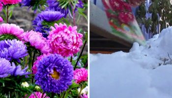 Засаждане на астри през зимата