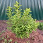 Пример за мулчиране на засадени растения