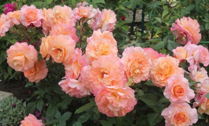 Роуз Аугуста Луиз