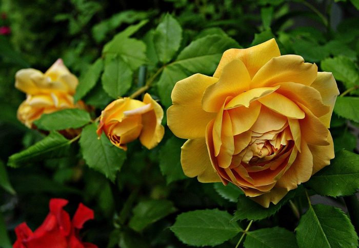 Златна роза за празненство