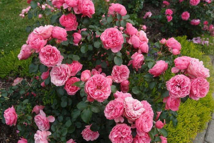 Роза Леонардо да Винчи