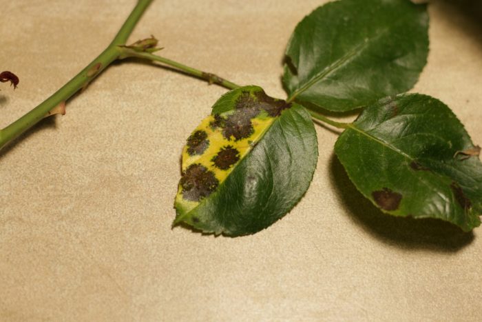 Черно петно