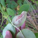 Дефицит на фосфор