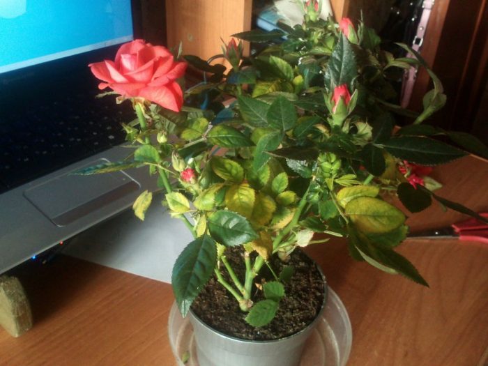 Падащи листа