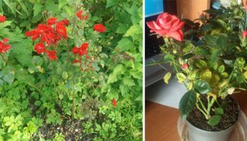 Листата на розите пожълтяват