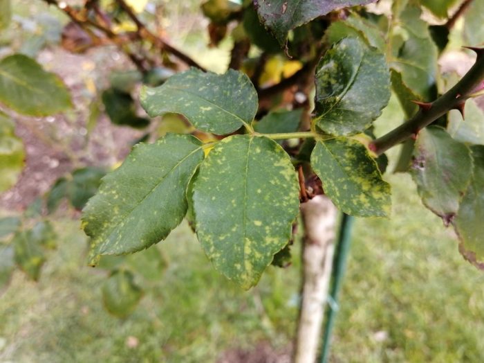 Мозаичен вирус