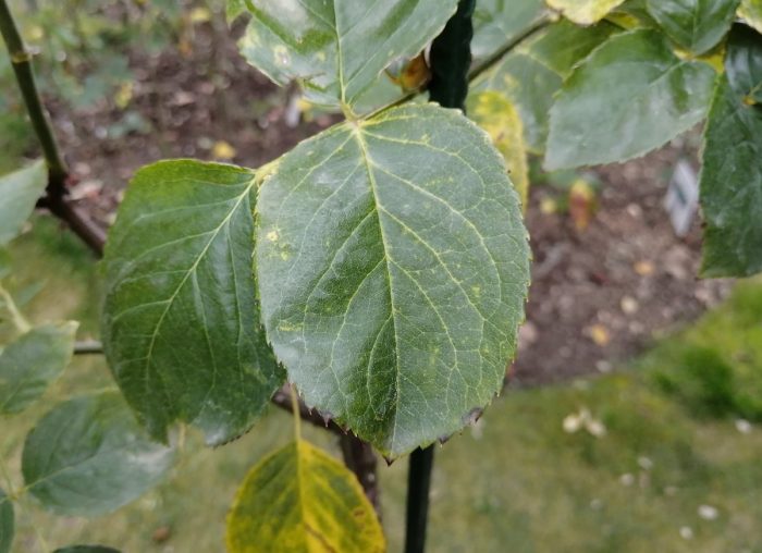 Вирус на розовата мана по доматите