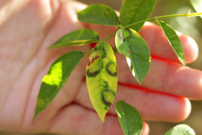 Вирус на гниене на домати