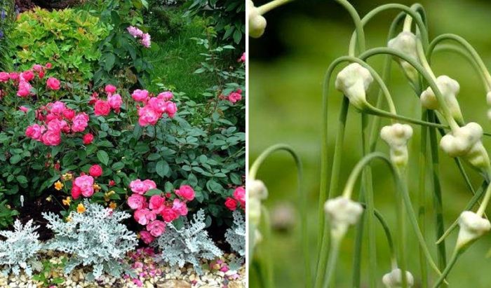 Рози и чесън